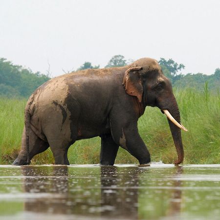 Family House - Bardia National Park Hotel Bardiya Luaran gambar