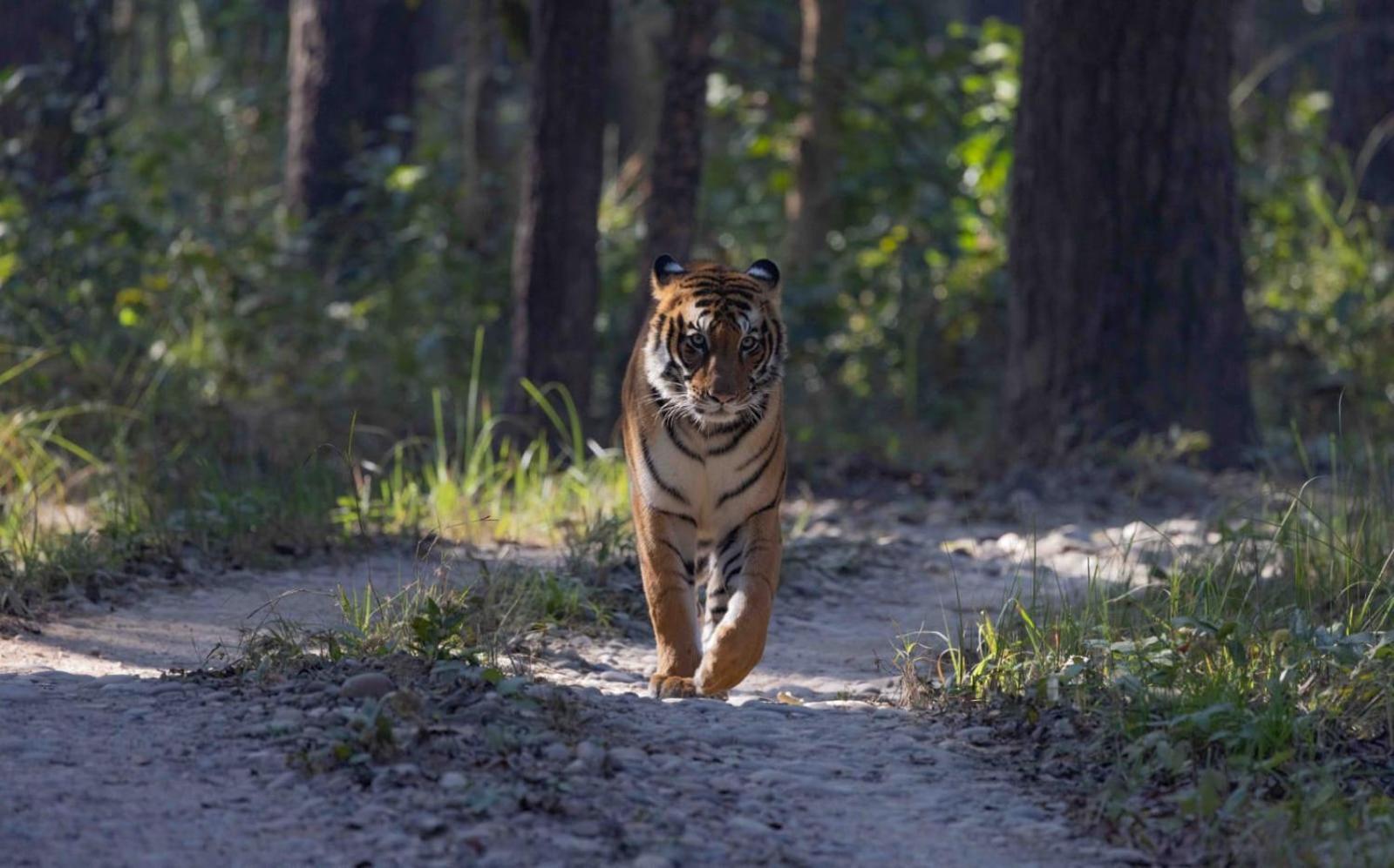 Family House - Bardia National Park Hotel Bardiya Luaran gambar