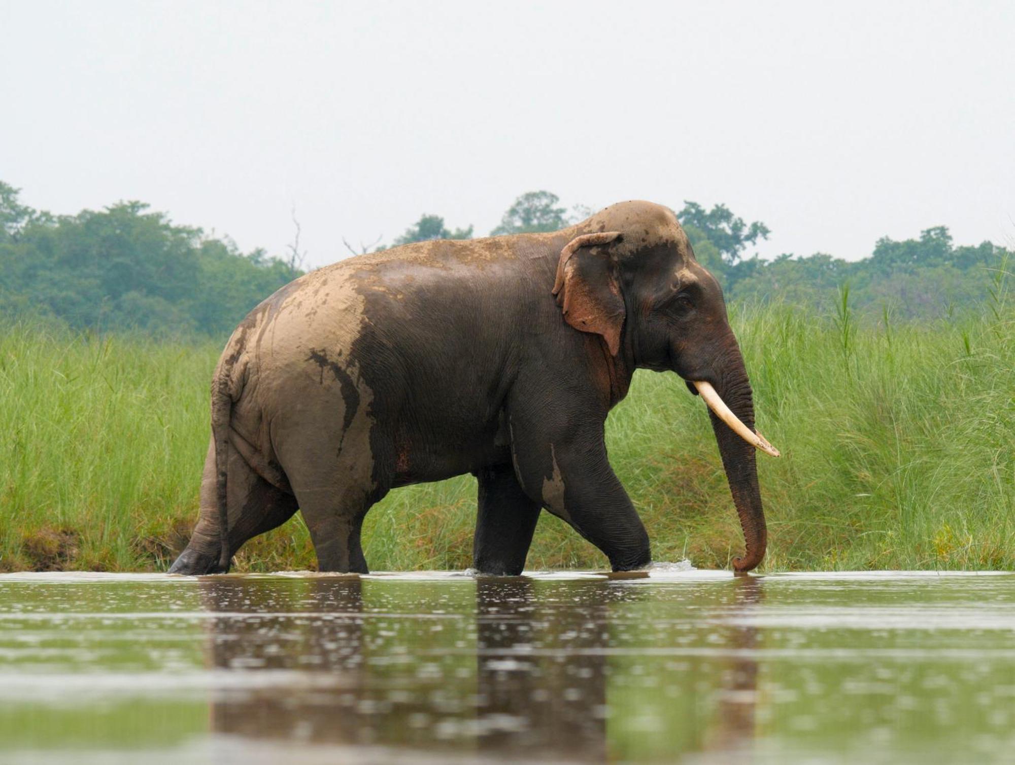 Family House - Bardia National Park Hotel Bardiya Luaran gambar